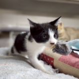 10月4日の市原店に参加する花ねこ千葉の保護猫25