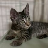 10月4日の市原店に参加する花ねこ千葉の保護猫26