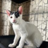 10月4日の市原店に参加する花ねこ千葉の保護猫27