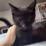 10月4日の市原店に参加する花ねこ千葉の保護猫28