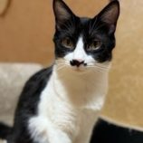 9月6日の市川店に参加する花ねこ千葉の保護猫01