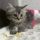 9月6日の市川店に参加する花ねこ千葉の保護猫03