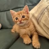 9月6日の市川店に参加する花ねこ千葉の保護猫05