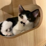 9月6日の市川店に参加する花ねこ千葉の保護猫06