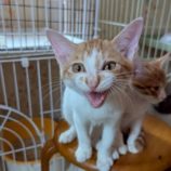 9月6日の市川店に参加する花ねこ千葉の保護猫07