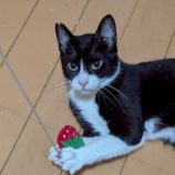 9月6日の市川店に参加する花ねこ千葉の保護猫08