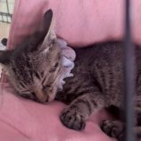 9月6日の市川店に参加する花ねこ千葉の保護猫09