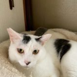 9月6日の市川店に参加する花ねこ千葉の保護猫10