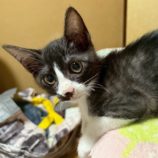 9月6日の市川店に参加する花ねこ千葉の保護猫11