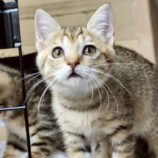 9月6日の市川店に参加する花ねこ千葉の保護猫13