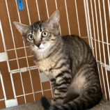 9月6日の市川店に参加する花ねこ千葉の保護猫14