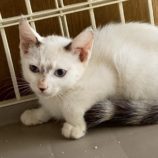 9月6日の市川店に参加する花ねこ千葉の保護猫15