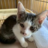 9月6日の市川店に参加する花ねこ千葉の保護猫16