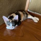 9月6日の市川店に参加する花ねこ千葉の保護猫17