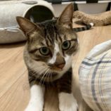 9月6日の市川店に参加する花ねこ千葉の保護猫18