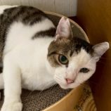 9月6日の市川店に参加する花ねこ千葉の保護猫19