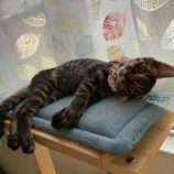 9月6日の市川店に参加する花ねこ千葉の保護猫20