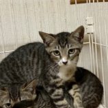 9月6日の市川店に参加する花ねこ千葉の保護猫22