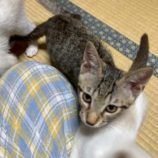 9月6日の市川店に参加する花ねこ千葉の保護猫23