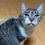 9月6日の市川店に参加する花ねこ千葉の保護猫24