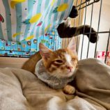 9月6日の市川店に参加する花ねこ千葉の保護猫25