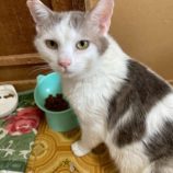 9月6日の市川店に参加する花ねこ千葉の保護猫26