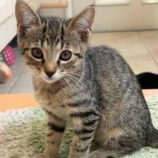 9月6日の市川店に参加する花ねこ千葉の保護猫28