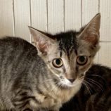 9月6日の市川店に参加する花ねこ千葉の保護猫29