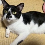 9月6日の市川店に参加する花ねこ千葉の保護猫30