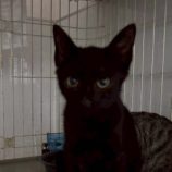 9月7日の伊勢崎ペッツクローバー店に参加する猫びよりの保護猫02