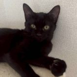 9月7日の伊勢崎ペッツクローバー店に参加する猫びよりの保護猫05