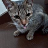 9月7日の伊勢崎ペッツクローバー店に参加する猫びよりの保護猫06