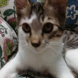 9月7日の伊勢崎ペッツクローバー店に参加する猫びよりの保護猫08