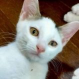 9月7日の伊勢崎ペッツクローバー店に参加する猫びよりの保護猫09