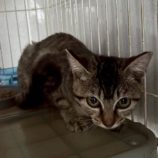 9月7日の伊勢崎ペッツクローバー店に参加する猫びよりの保護猫10