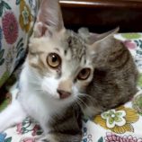 9月7日の伊勢崎ペッツクローバー店に参加する猫びよりの保護猫11