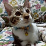 9月7日の伊勢崎ペッツクローバー店に参加する猫びよりの保護猫12