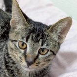 9月7日の伊勢崎ペッツクローバー店に参加する猫びよりの保護猫13