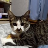 10月5日の伊勢崎ペッツクローバーに参加する猫びよりの保護猫01