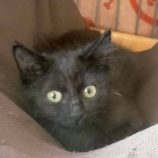 10月5日の伊勢崎ペッツクローバーに参加する猫びよりの保護猫02