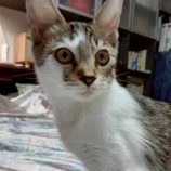 10月5日の伊勢崎ペッツクローバーに参加する猫びよりの保護猫04