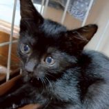 10月5日の伊勢崎ペッツクローバーに参加する猫びよりの保護猫06