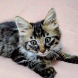 10月5日の伊勢崎ペッツクローバーに参加する猫びよりの保護猫08