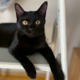 10月5日の伊勢崎ペッツクローバーに参加する猫びよりの保護猫11