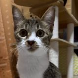 10月5日の伊勢崎ペッツクローバーに参加する猫びよりの保護猫12