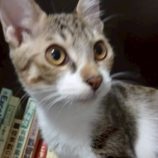 10月5日の伊勢崎ペッツクローバーに参加する猫びよりの保護猫13