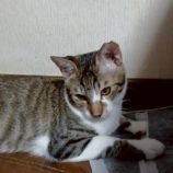 10月5日の伊勢崎ペッツクローバーに参加する猫びよりの保護猫14