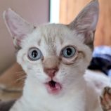 9月14日のペッツクローバー柏の葉店に参加するホーリーキャットの保護猫01