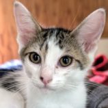 9月14日のペッツクローバー柏の葉店に参加するホーリーキャットの保護猫03