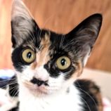 9月14日のペッツクローバー柏の葉店に参加するホーリーキャットの保護猫04